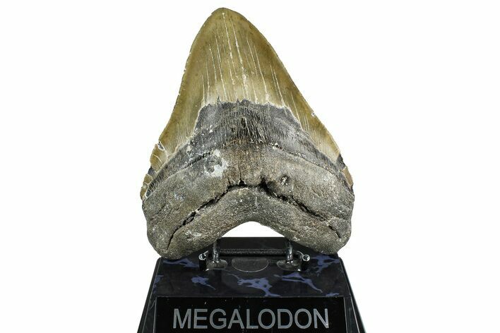 Serrated, Fossil Megalodon Tooth - North Carolina #374052